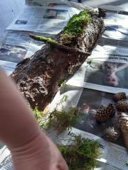 2. lepljenje gozdnih plodov na skorjo debla